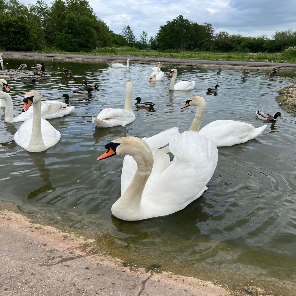 DCSW Rally No.1 Slimbridge, Gloucester
